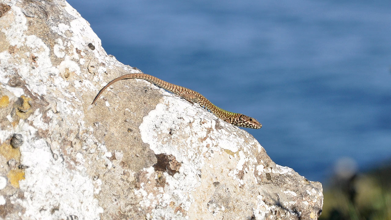 jurassic coast walking challenge